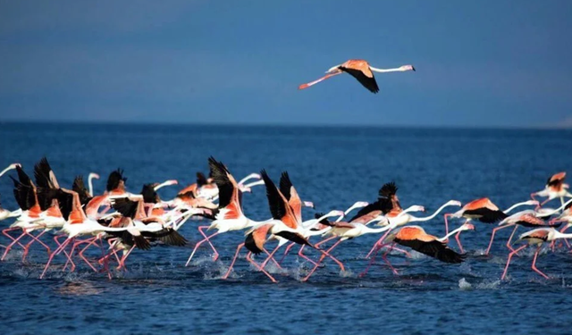 Van Gölü'nde flamingo sezonu açıldı!