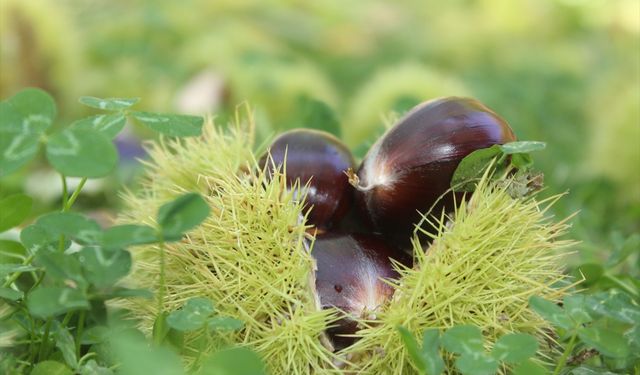 Kestane hasadı başladı yüksek rekolte beklentisi