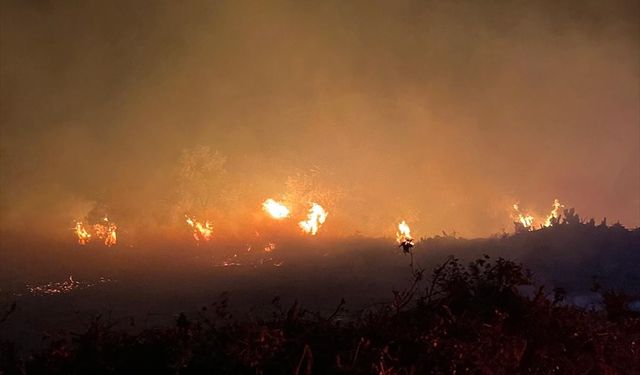 Ödemiş'te zeytinlik alanda çıkan yangın söndürüldü