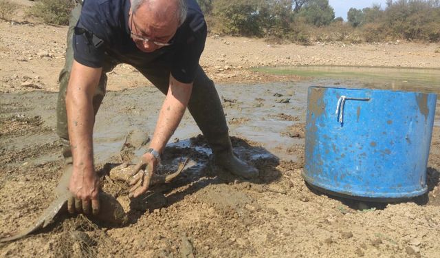 Tehlikeyle karşılaşan sazanlar kurtarıldı