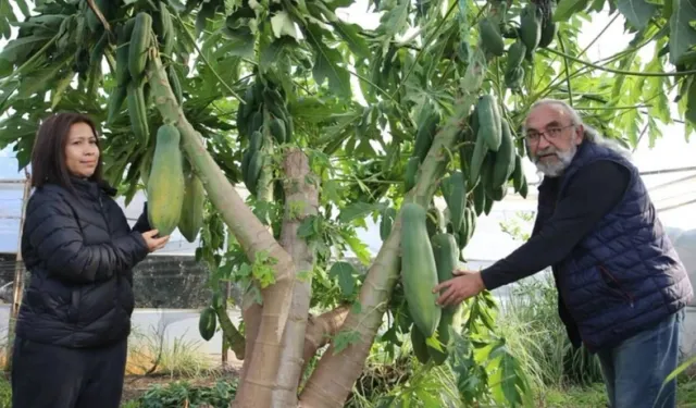 Emekli çift, papaya üretimiyle ihracat yapıyor