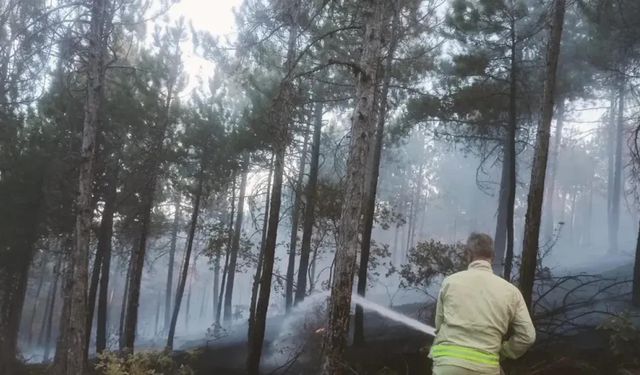 Orman yangını, üç saatte söndürüldü