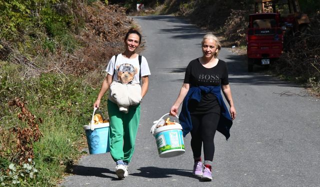 Istranca Ormanları'ndan Avrupa'ya 'mantar' yolculuğu