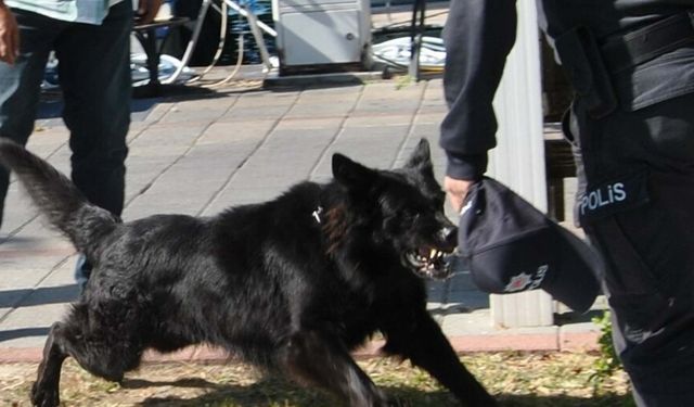 Polislere kurt köpeği saldırdı