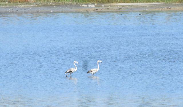 Suyu azaldığı için alarm veren gölde 'flamingo' sürprizi