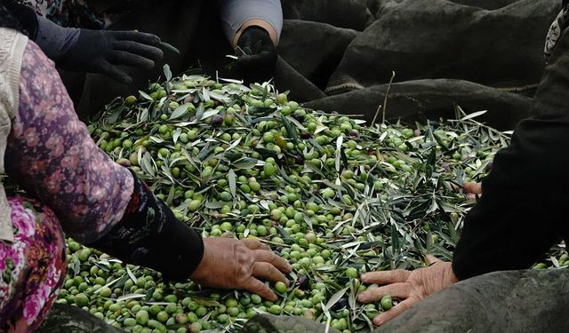 Zeytin üreticileri yağmur bekliyor