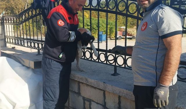 Kafası demir parmaklıklara sıkışan köpek itfaiye tarafından kurtarıldı