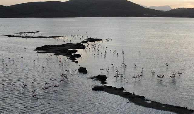 Muğla'daki Tuzla Sulak Alanı'nda göçmen kuş yoğunluğu yaşanıyor