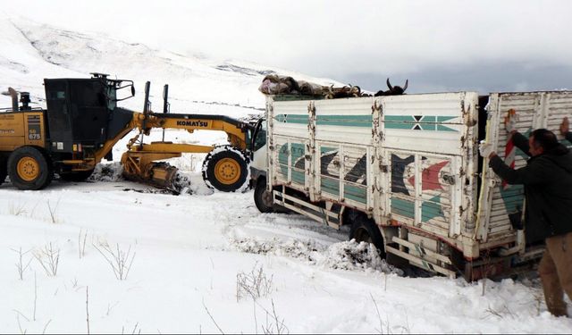 Mezrada mahsur kalan hayvanlar kurtarıldı