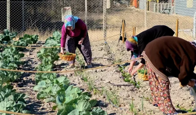 İzmir Bornova Kent Bostanı'nda ilk hasat gerçekleşti