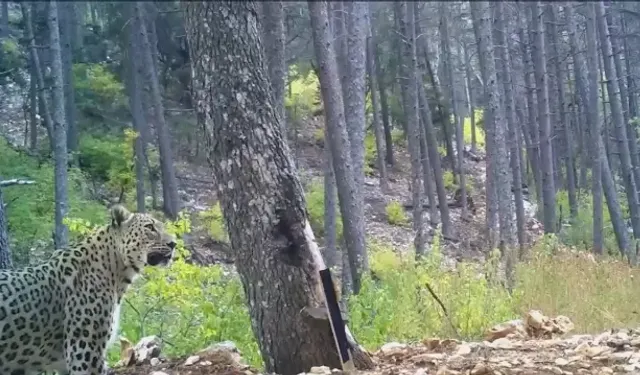 Anadolu Parsı Fotokapan Görüntüleri! Anadolu Parsı Türkiye’de Nerede Görüldü, Nesli Tükendi mi?