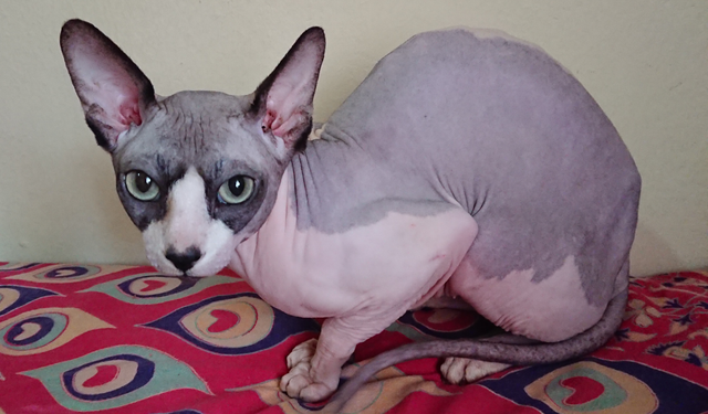 Sphynx kedi yasaklandı Mı? Sphynx cinsi kedi sahiplenmek neden yasaklandı?