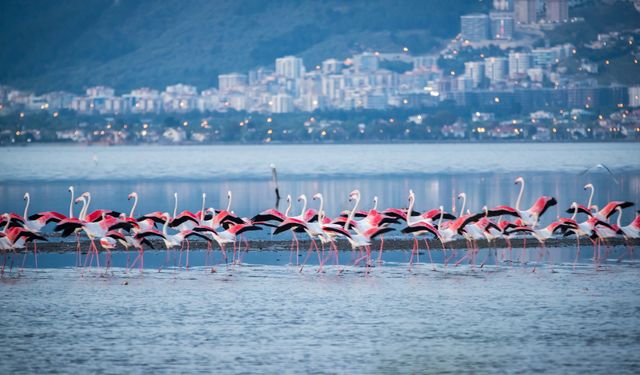 Flamingolar neden Van Gölü'nde kalıyor?