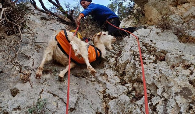 İzmir'de mahsur kalan keçi kurtarıldı