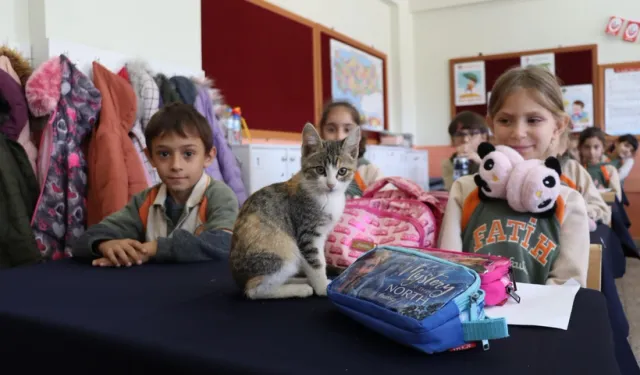 'Karamel' kedi artık sıra arkadaşları: Yürek ısıtan görüntüler