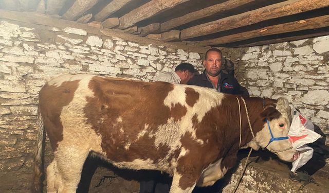 Manisa'da kaçan inek, Denizli'de bulundu