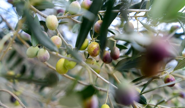 Bornova’da zeytin üreticilerine lojistik destek