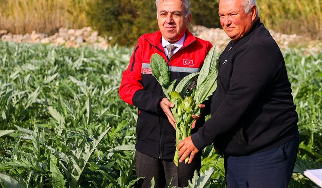 Sakız enginarına yağmur gecikmesi