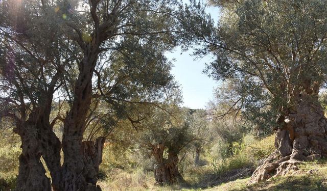 Asırlık zeytin ağaçlarında hasat