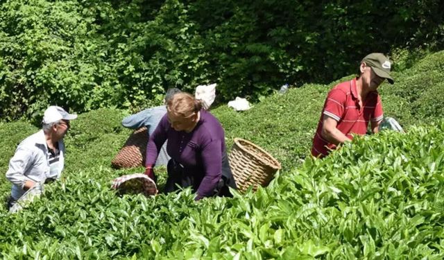 İklim değişti; ‘üzerine kar yağmış’ çay hasadı yapılıyor