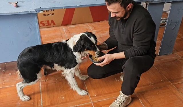 Soğuk havada iş yerlerine kadar giren köpeklere esnaf sahip çıktı