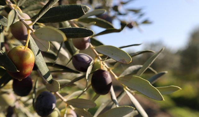 Bergama Belediyesi zeytin ve fıstıkta markalaşma yolunda