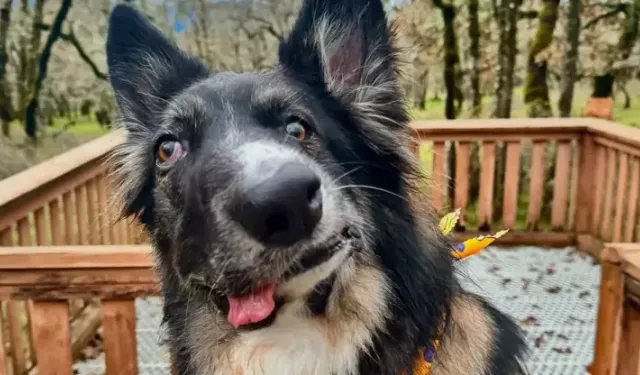 Sosyal medyanın yeni yıldızı: Asimetrik yüz hatlarıyla dikkat çeken köpek