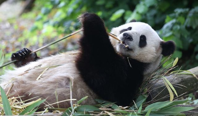 Dev pandalar Xingqiu ve Yilan, Avustralya’ya ulaştı