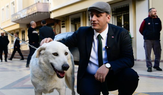 Başkan Eşki'den sokak köpeği Paşa’ya sıcak bir yuva