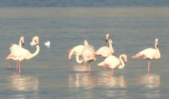 İzmir körfezinde flamingo şöleni: Doğanın dönüşü yüzleri güldürdü