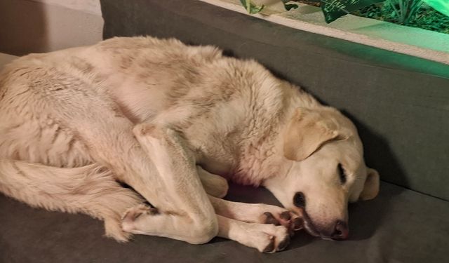 Yağmur altında üşüyen köpeğe sıcak yuva