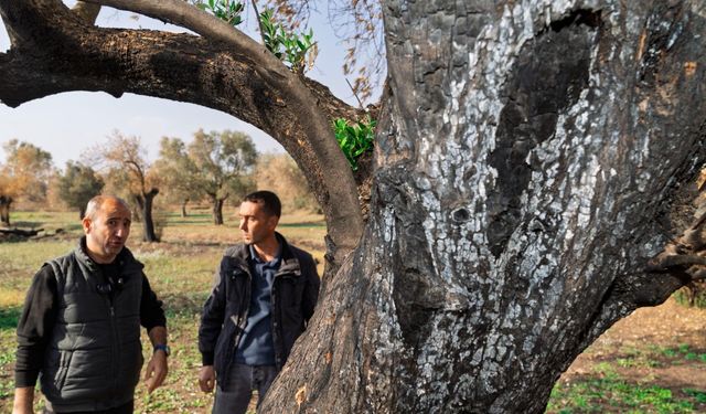 Zeytin ağaçları küllerinden doğacak