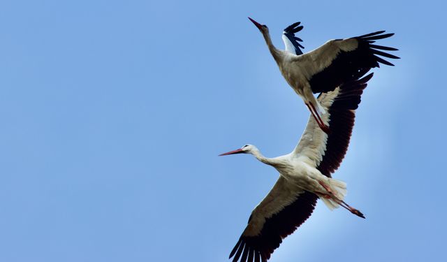 Kuşların göç yolları 'Kuş Hava Yolları' haritasında