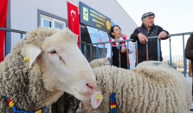 Aliağa Belediyesi’nden Üreticilere Koç Desteği