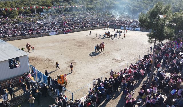 Bodrum'da "Geleneksel Deve Güreşi Festivali" yapıldı