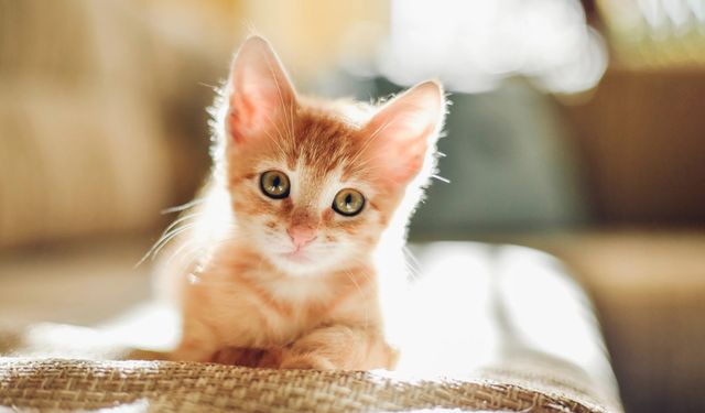 Patili dostlarımızı tehdit ediyor: Kedi besleyenler bu bitkiyi evinize sokmayın!