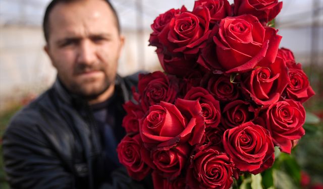 Kesme gülde 14 Şubat yoğunluğu