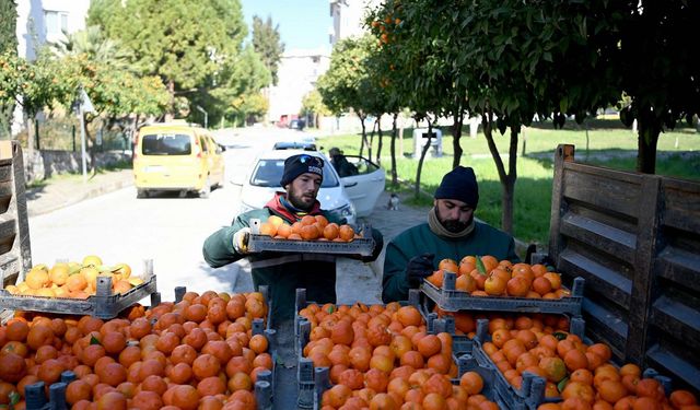 Yol kenarındaki turunçlardan reçel üretiliyor