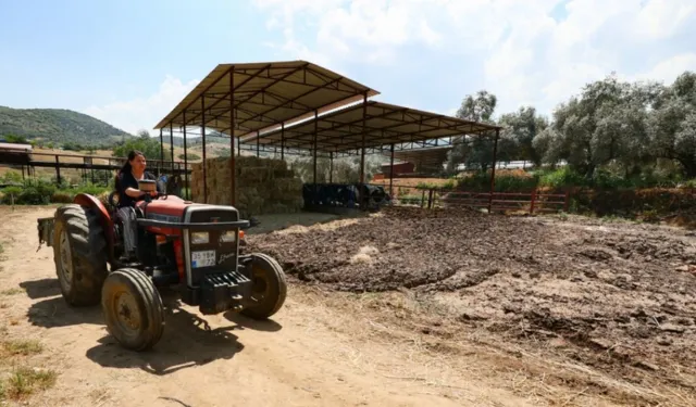 İzmir'li çiftçilere destek: Tarım Bakanlığı'ndan 985 milyonluk ödeme