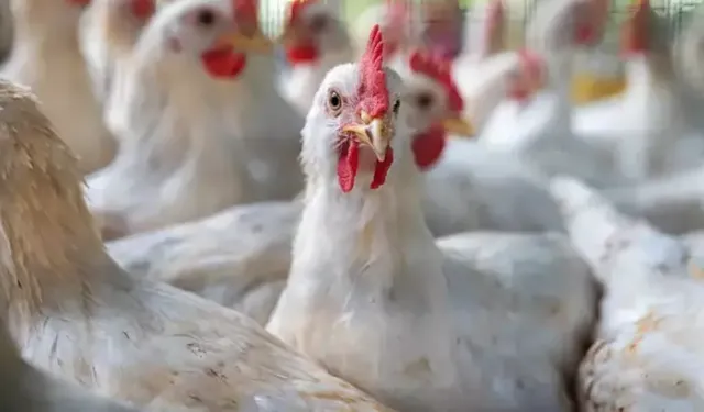 H7N9 Kuş Gribi Alarmı!