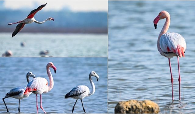 Doğu Akdeniz'de flamingo sayısı iki katına çıktı