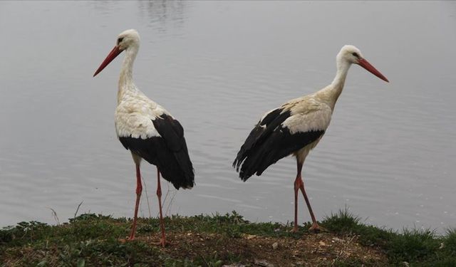 Leylek nerede görebilirim? Leylek nerede bulunur?