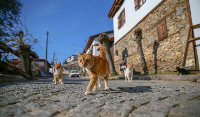 Ödemiş’in tarihi hazinesi ve Ege’nin saklı cenneti: Birgi Köyü