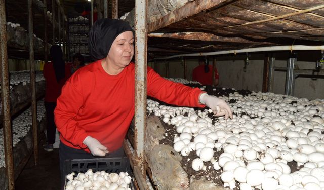 'Mantarın başkenti'ne ziyaret