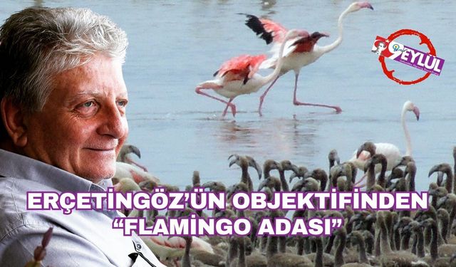 Flamingoların büyüleyici dünyası Bornova’da