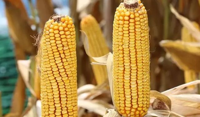 1 milyon ton mısır ithalatı için tarife kontenjanı açıldı