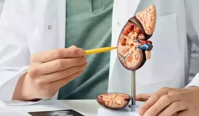 Böbrek Taşı Neden Olur? Belirtileri, Tedavi Yöntemleri ve Korunma Önerileri