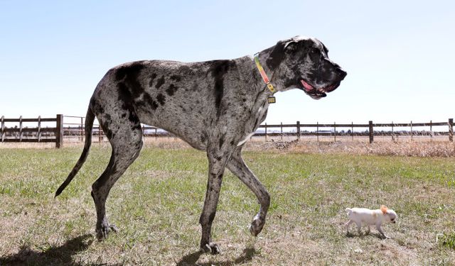 Dünyanın en büyük ve en küçük köpekleri bir araya geldi