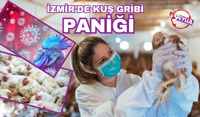 İzmir'de tavuk vebası paniği!