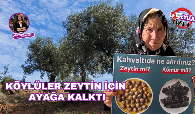 Köylüler zeytin için ayağa kalktı